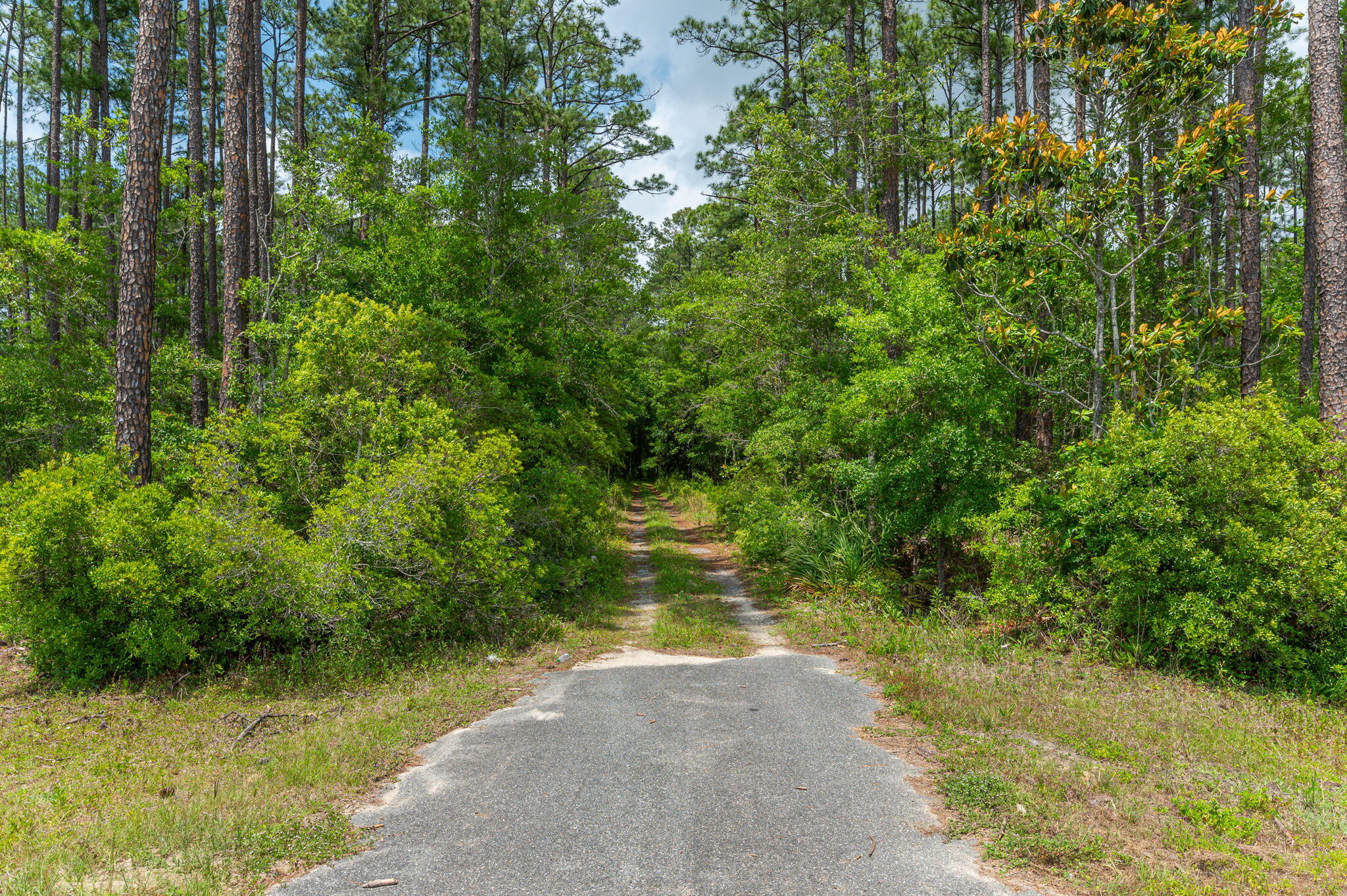 19494 Highway 331 Freeport, FL 32439 - Photo 34 of 36 a view of a yard with plants and large trees