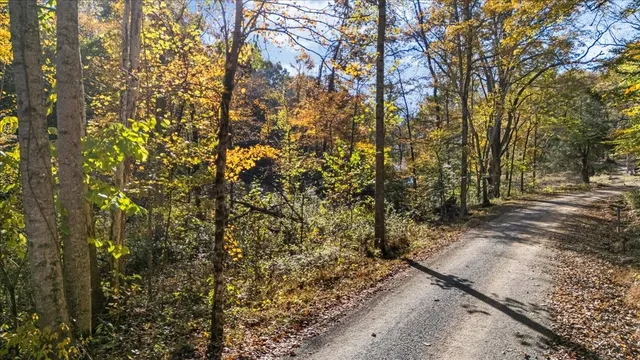 a view of a forest with trees