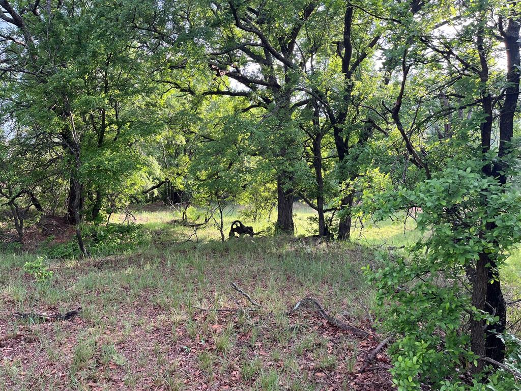 34.1 Hoffman Road Loving, TX 76460 - Photo 5 of 8 a view of a forest with trees in the background