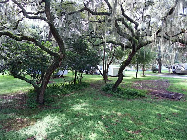 a view of a trees with a yard