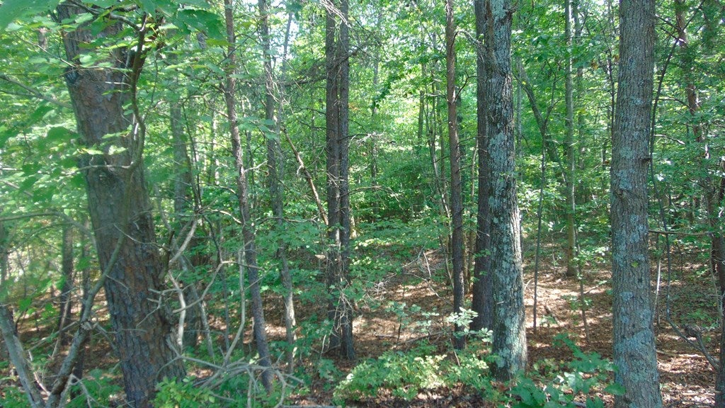 650 Mulberry Road Nathalie, VA 24577 - Photo 11 of 23 Gallery Image 11