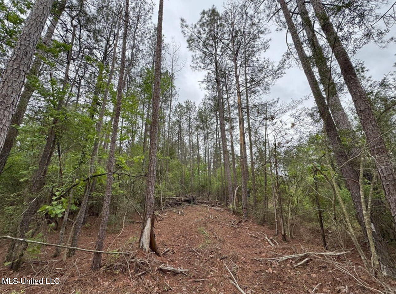 0 Light Plant Road Monticello, MS 39654 - Photo 2 of 5 IMG_4328