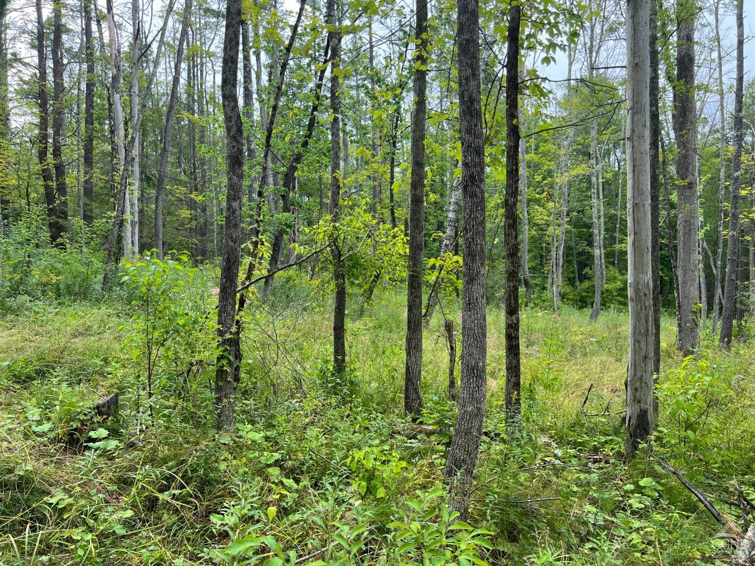 0 Amy Road Falls Village, CT 06031 - Photo 12 of 26 Photo 13