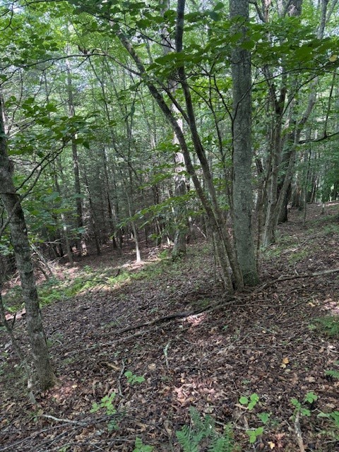 Starlite Drive Crumpler, NC 28617 - Photo 2 of 14 Gallery Image 2