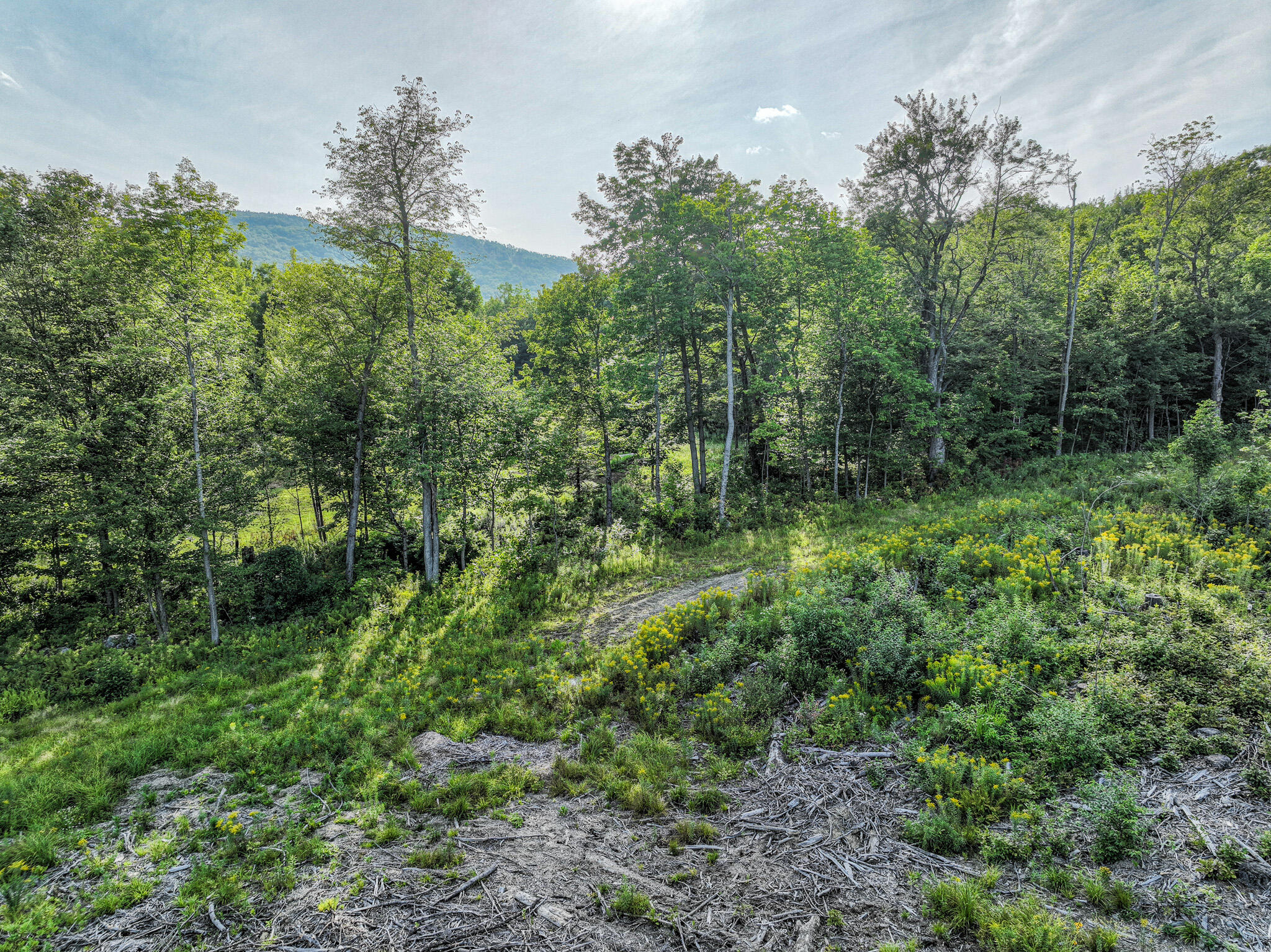 0 Swain Road Rumford, ME 04276 - Photo 6 of 19 DJI_0949