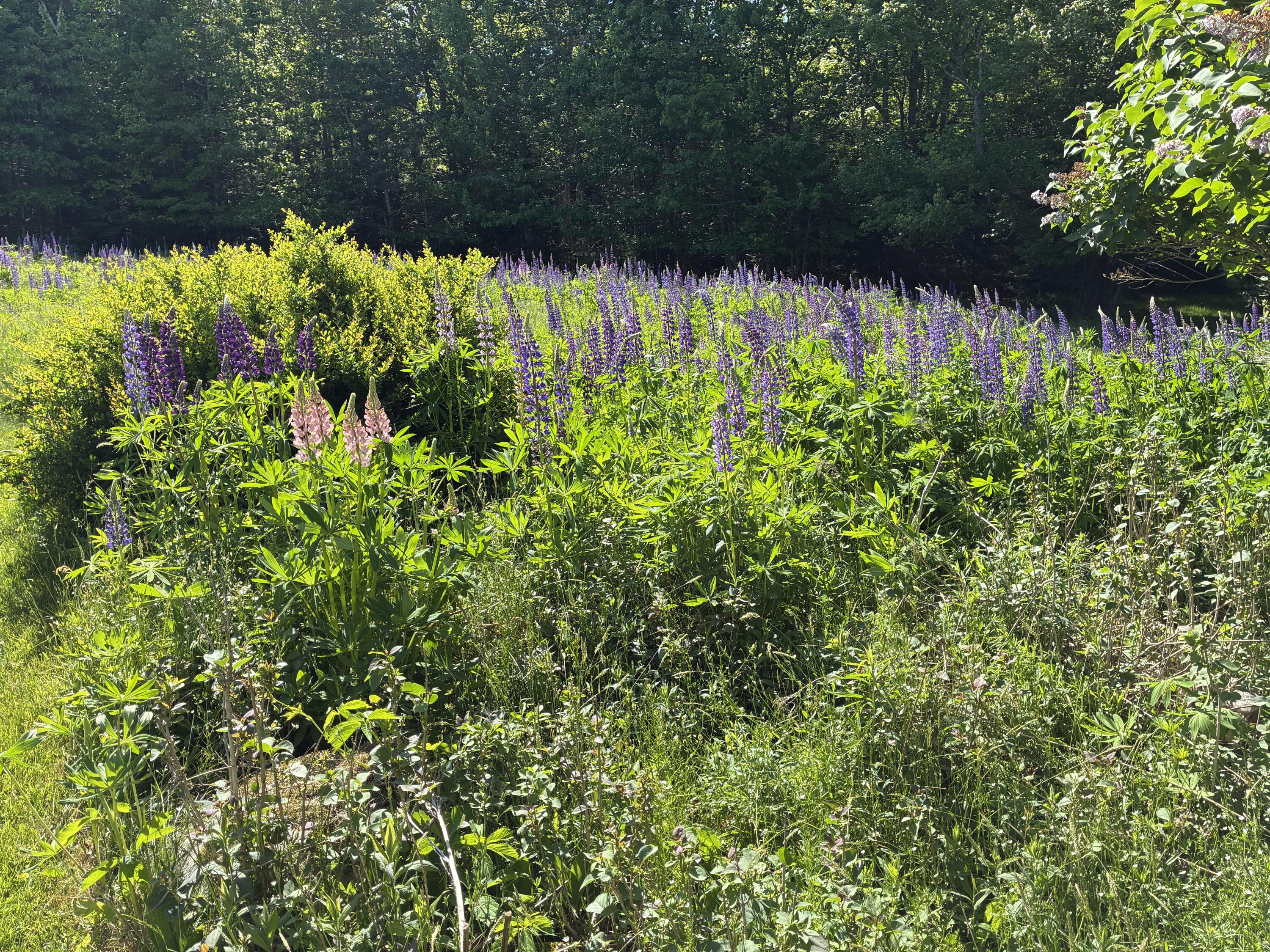 707 Newbury Neck Road Surry, ME 04684 - Photo 35 of 40 Back yard.