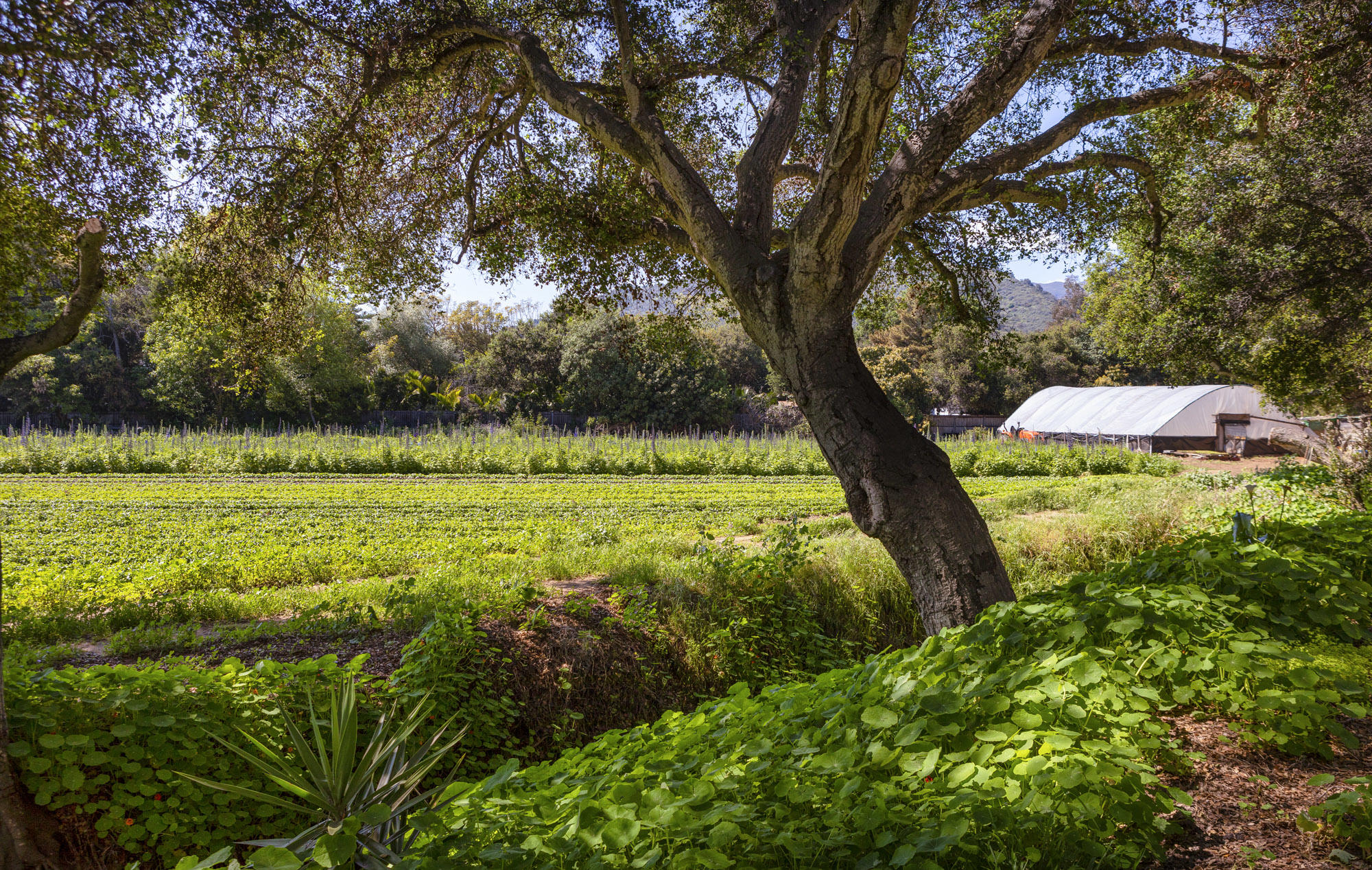 4120 Foothill Road Carpinteria, CA 93013 - Photo 1 of 16 Agrarian Oasis