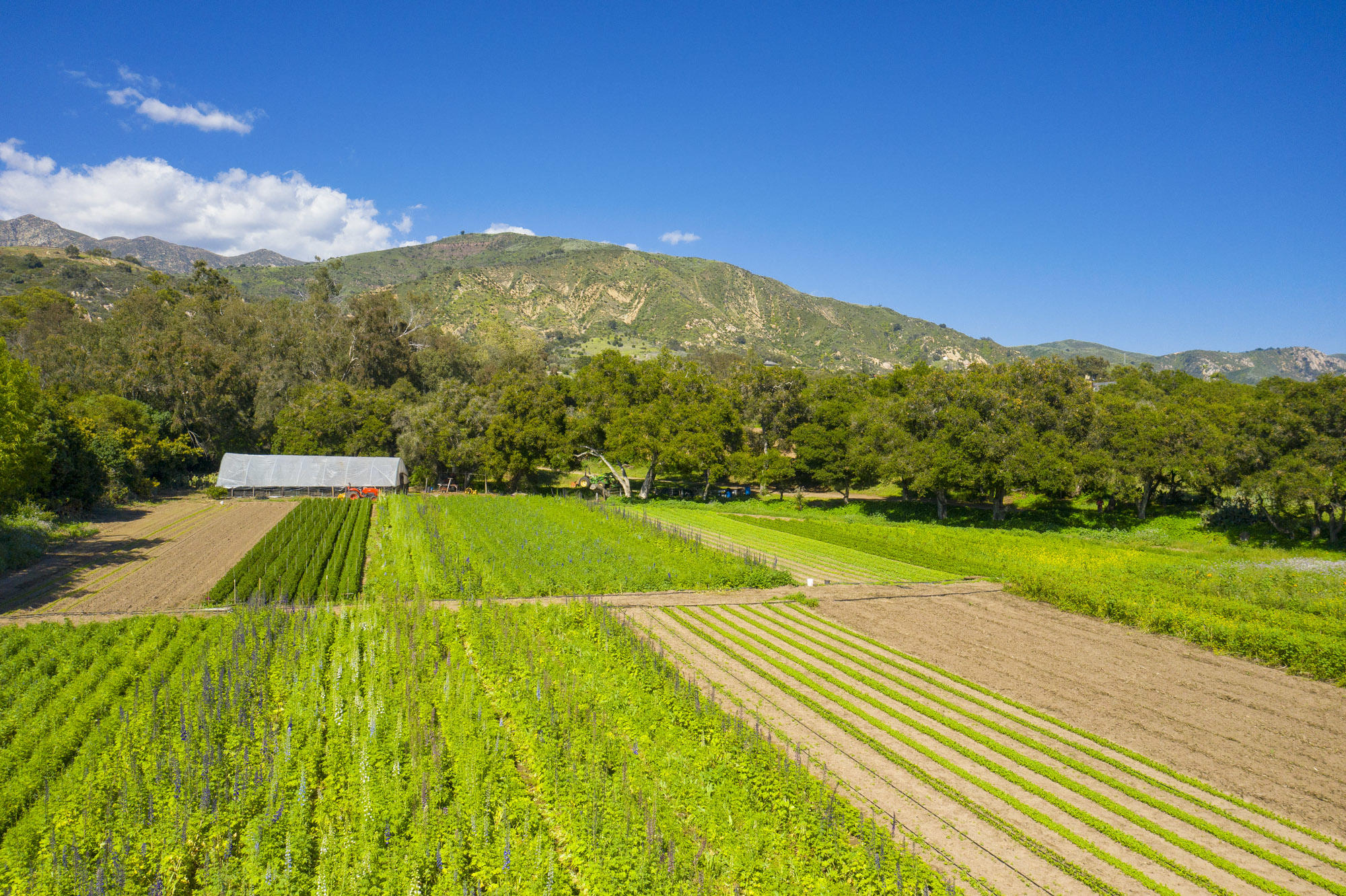 4120 Foothill Road Carpinteria, CA 93013 - Photo 15 of 16 Arable Landscape