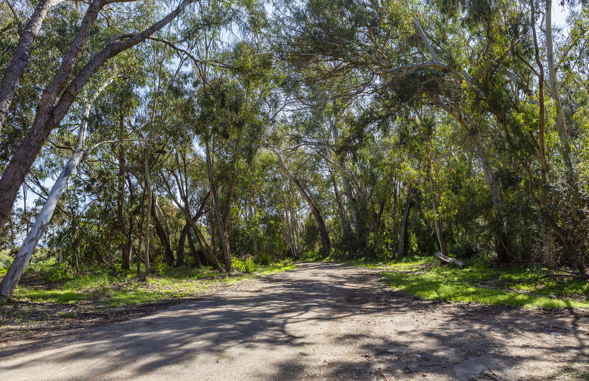 4120 Foothill Road Carpinteria, CA 93013 - Photo 6 of 16 Shaded Tree-Lined Driveway
