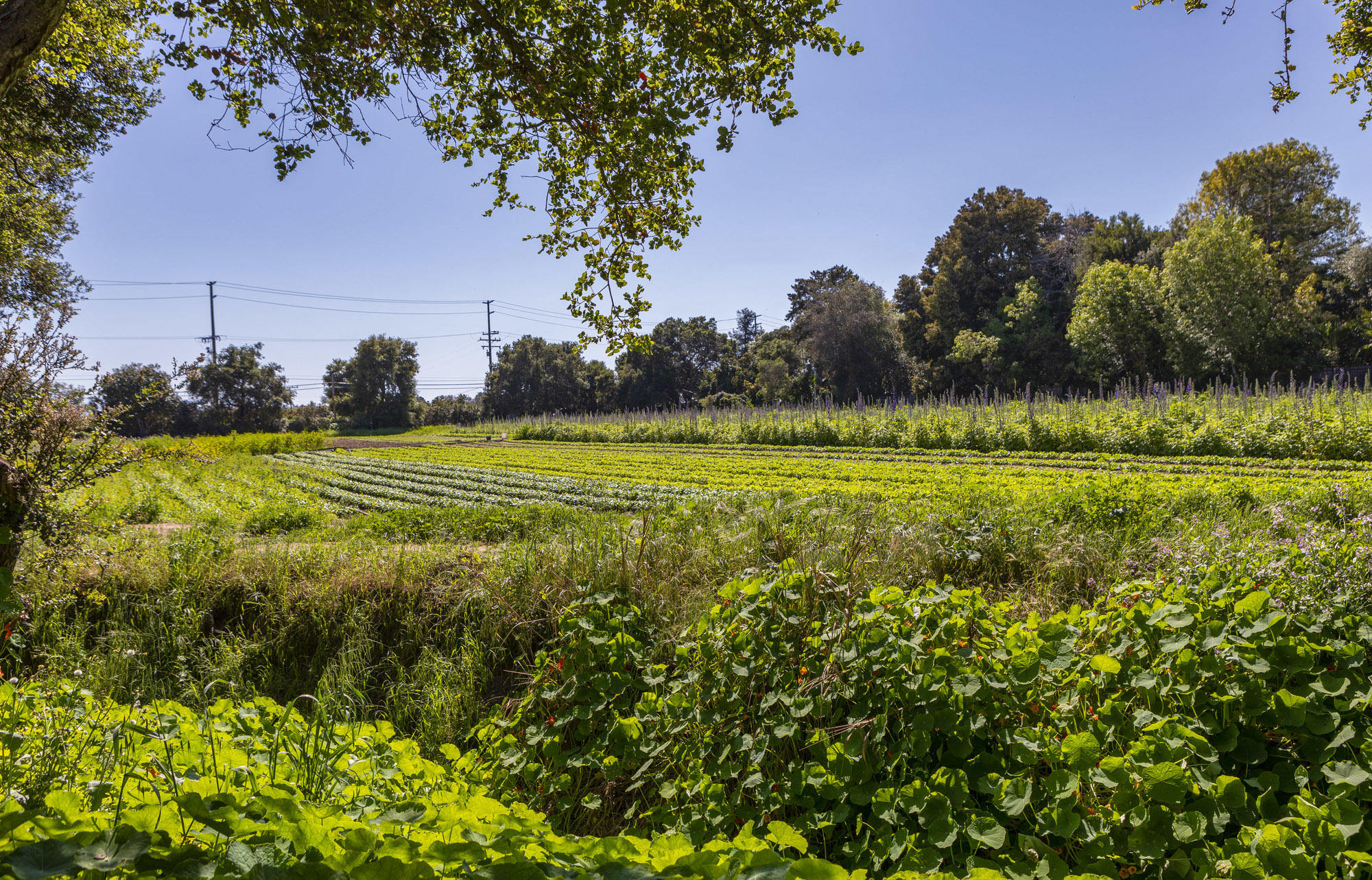 4120 Foothill Road Carpinteria, CA 93013 - Photo 7 of 16 Seasonal Flowers