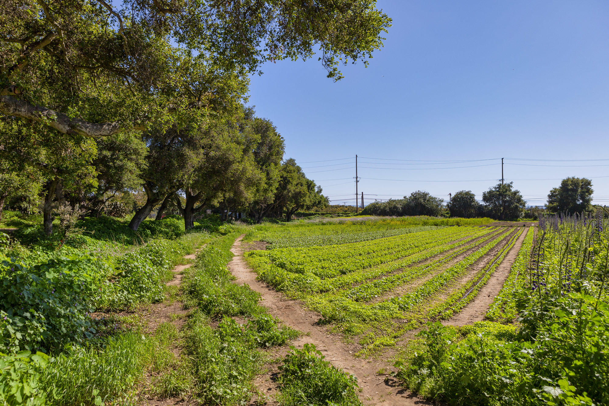 4120 Foothill Road Carpinteria, CA 93013 - Photo 8 of 16 Mostly Flat Terrain