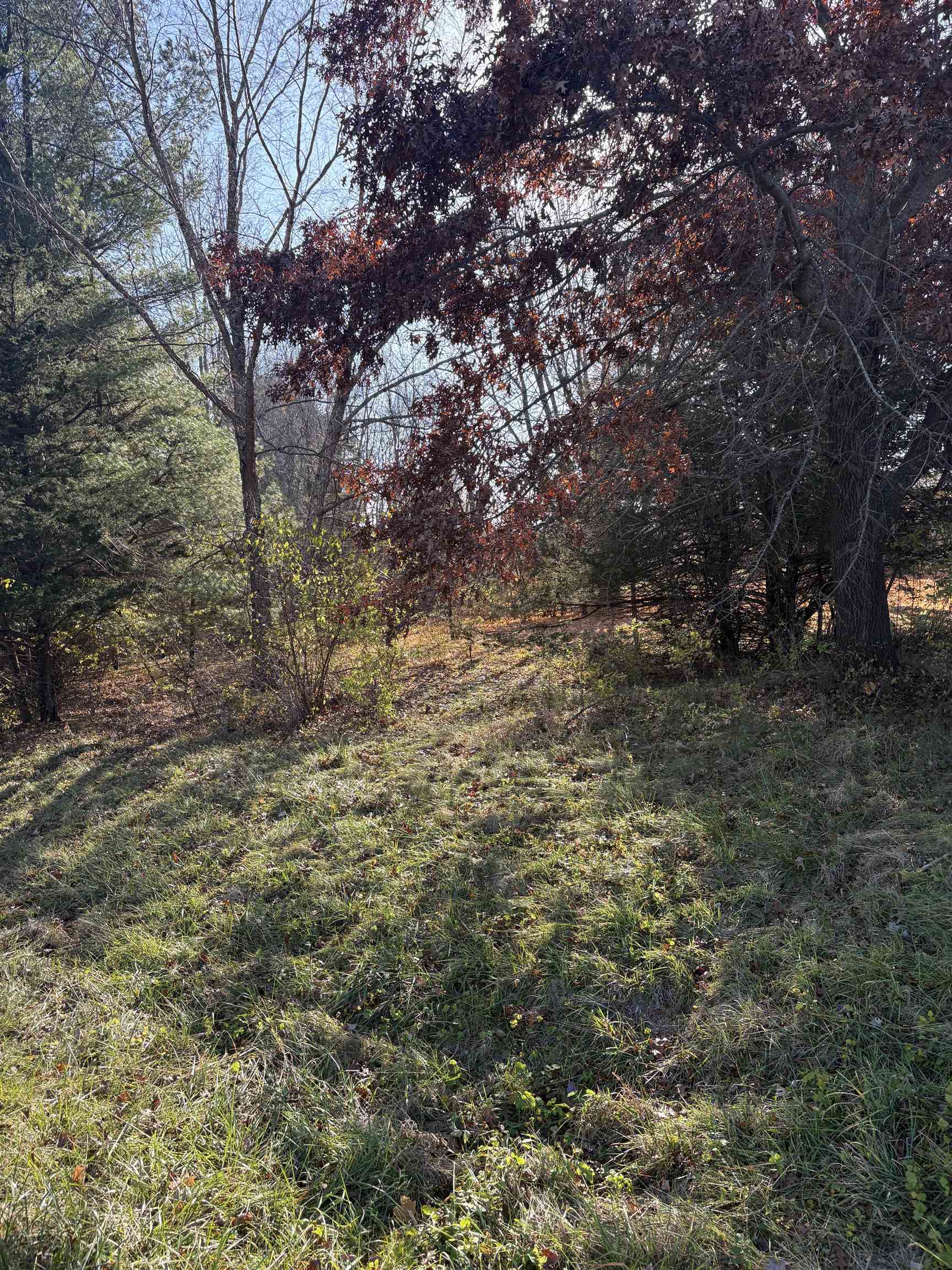 a view of a yard with a tree
