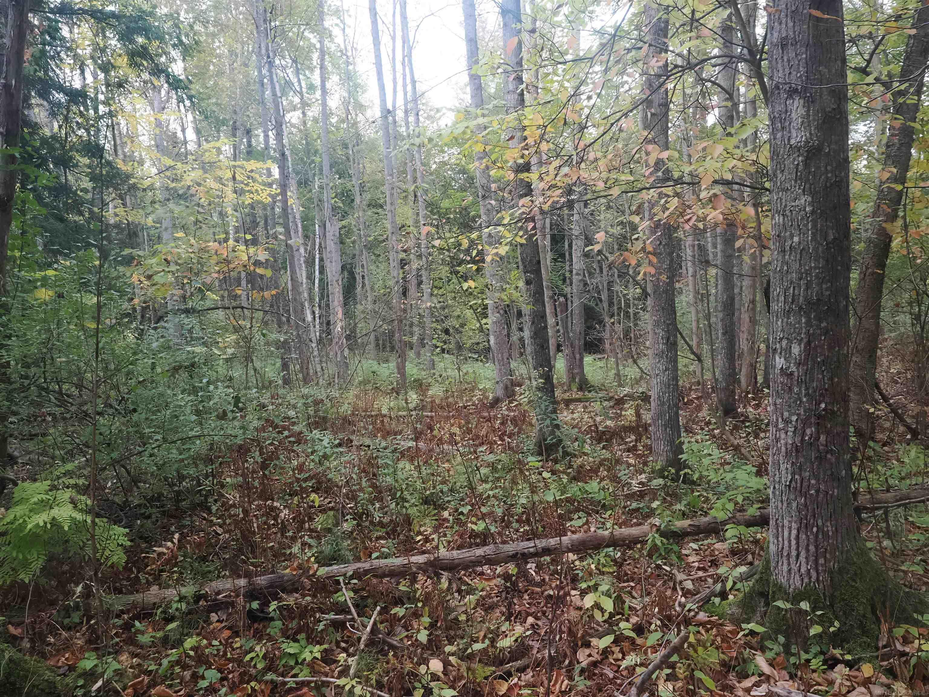 Xxx Tolan Road Spruce, MI 48762 - Photo 57 of 79
