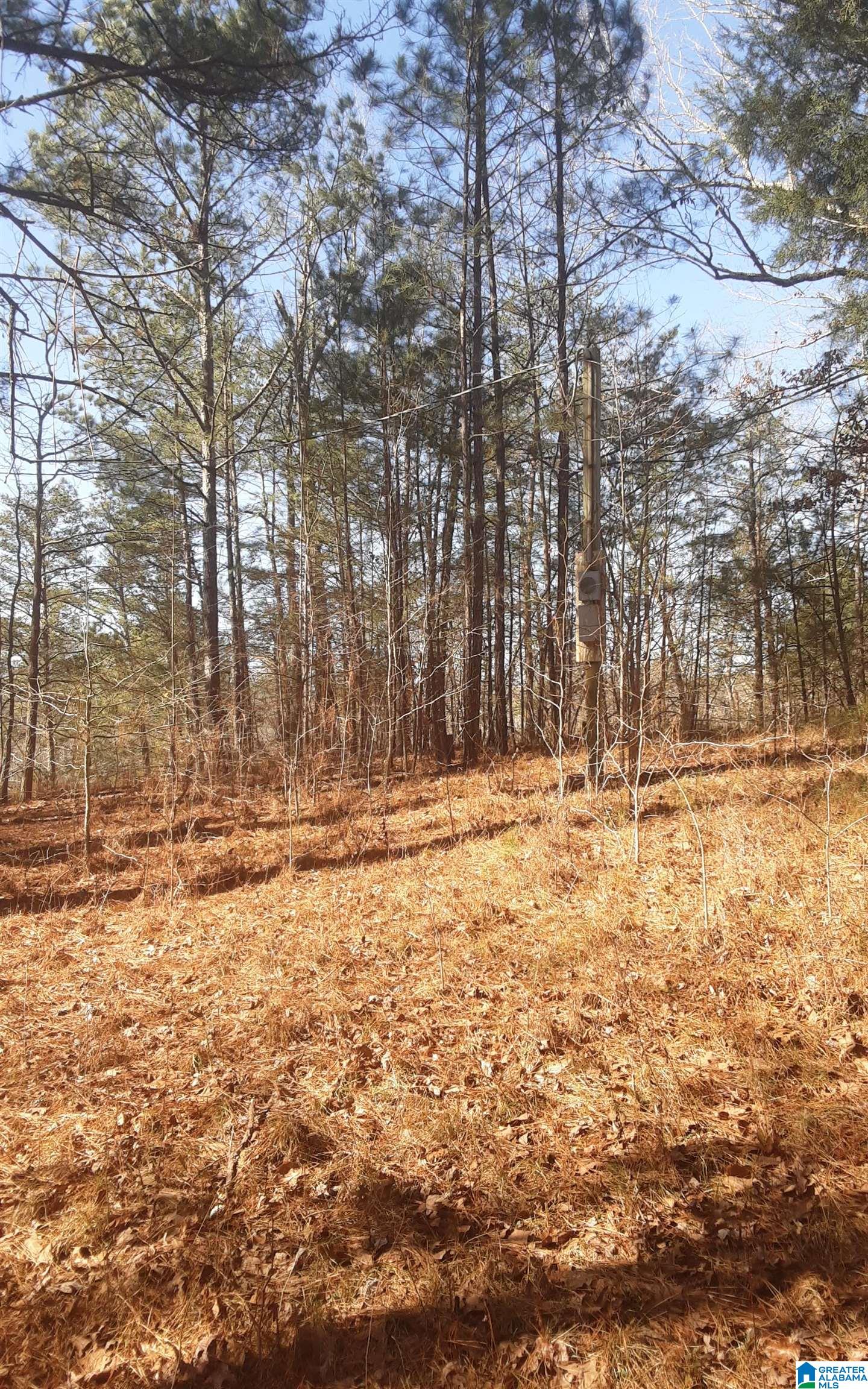 5385 Littleton Kilgore Road Dora, AL 35062 - Photo 13 of 27