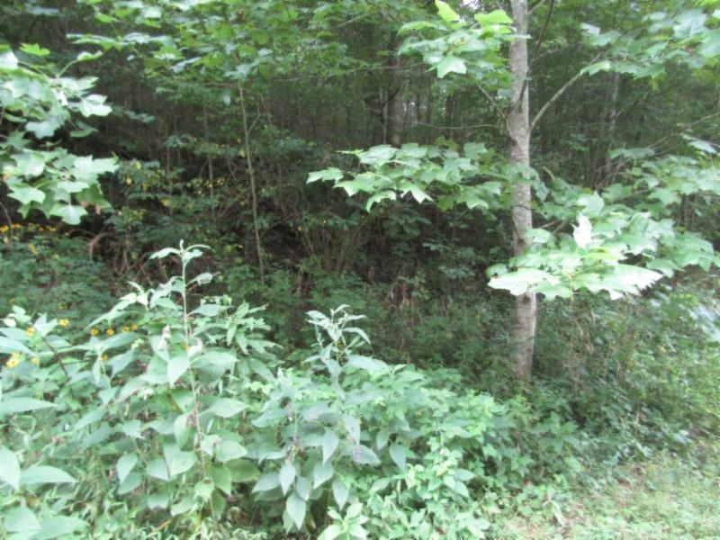 37 Modock Hollow Road Celina, TN 38551 - Photo 14 of 18 Gallery Image 14