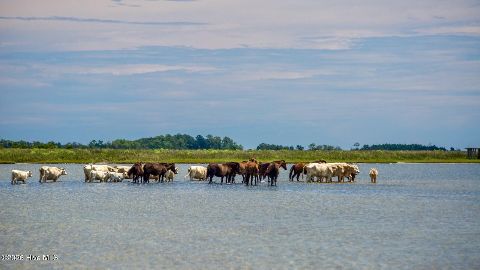 2976 Cedar Island Road Cedar Island, NC 28520 - Photo 24 of 24 IMG_0607