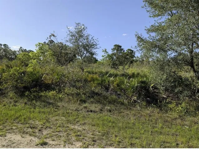 a view of a bunch of trees and bushes