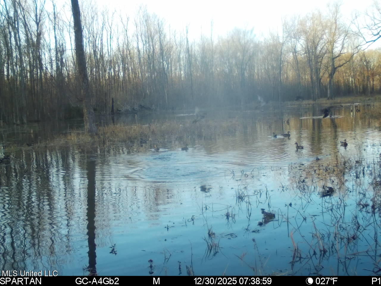 Abraham Road Silver City, MS 39166 - Photo 14 of 19 IMG_8147
