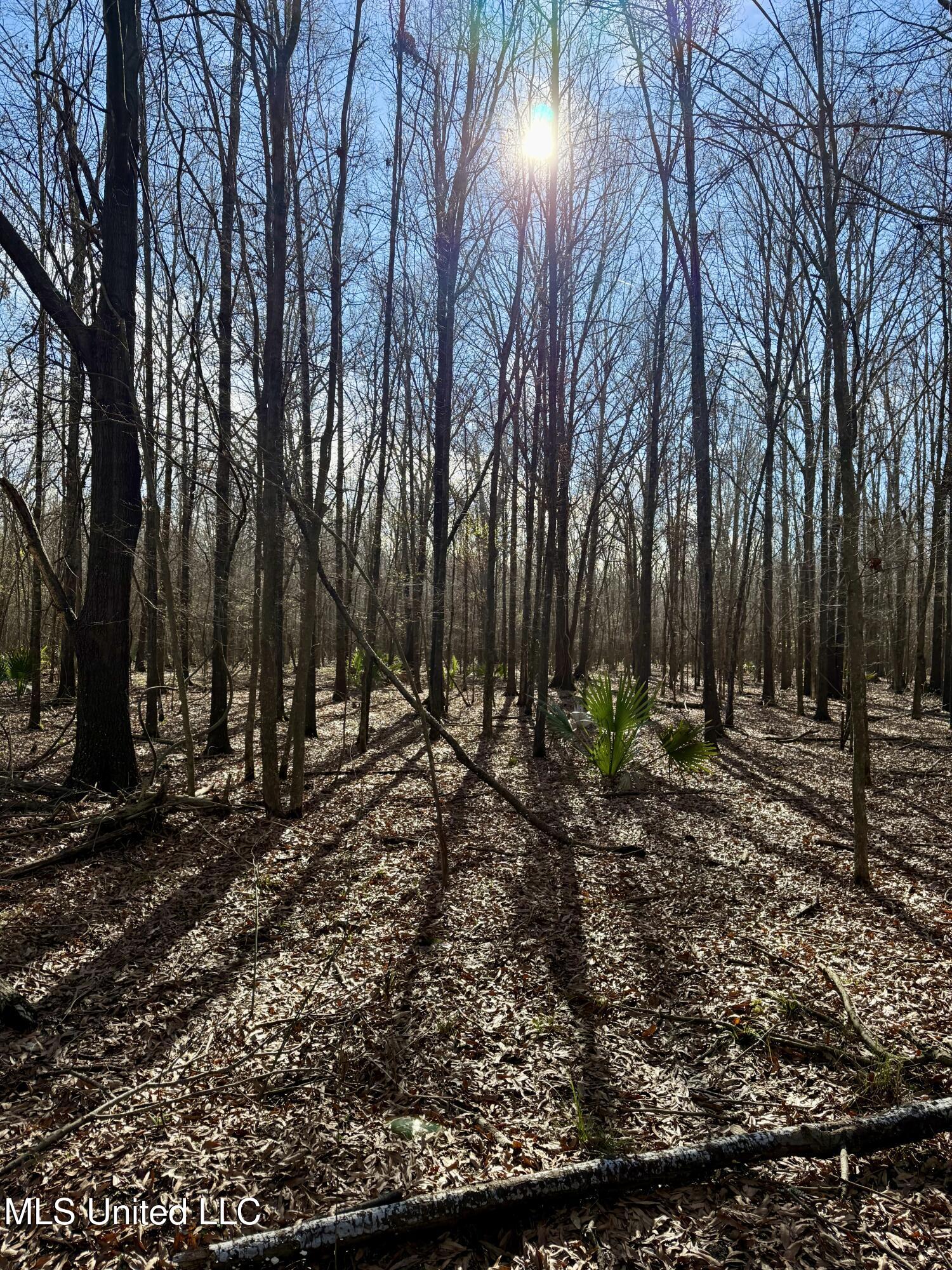 Abraham Road Silver City, MS 39166 - Photo 8 of 19 IMG_8140