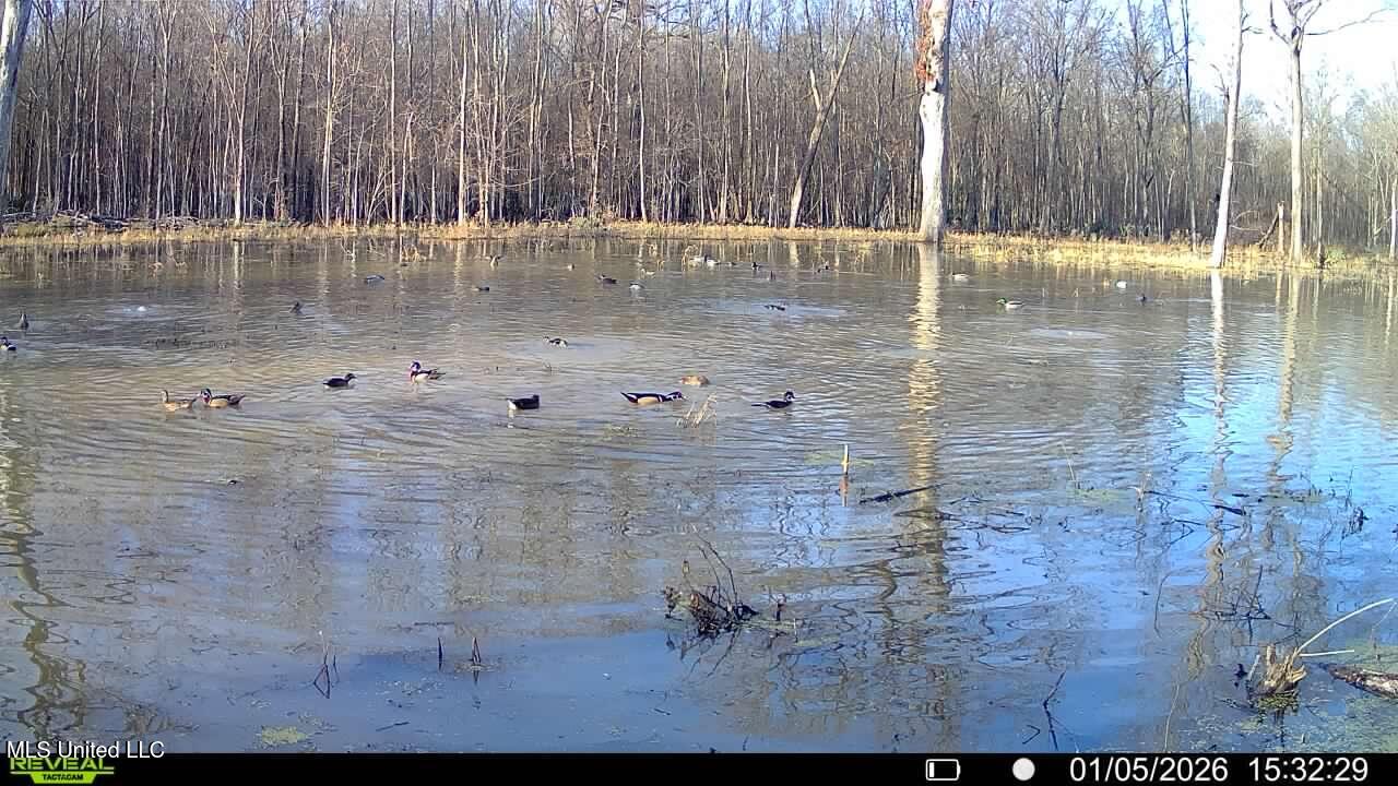 Abraham Road Silver City, MS 39166 - Photo 10 of 19 IMG_8144