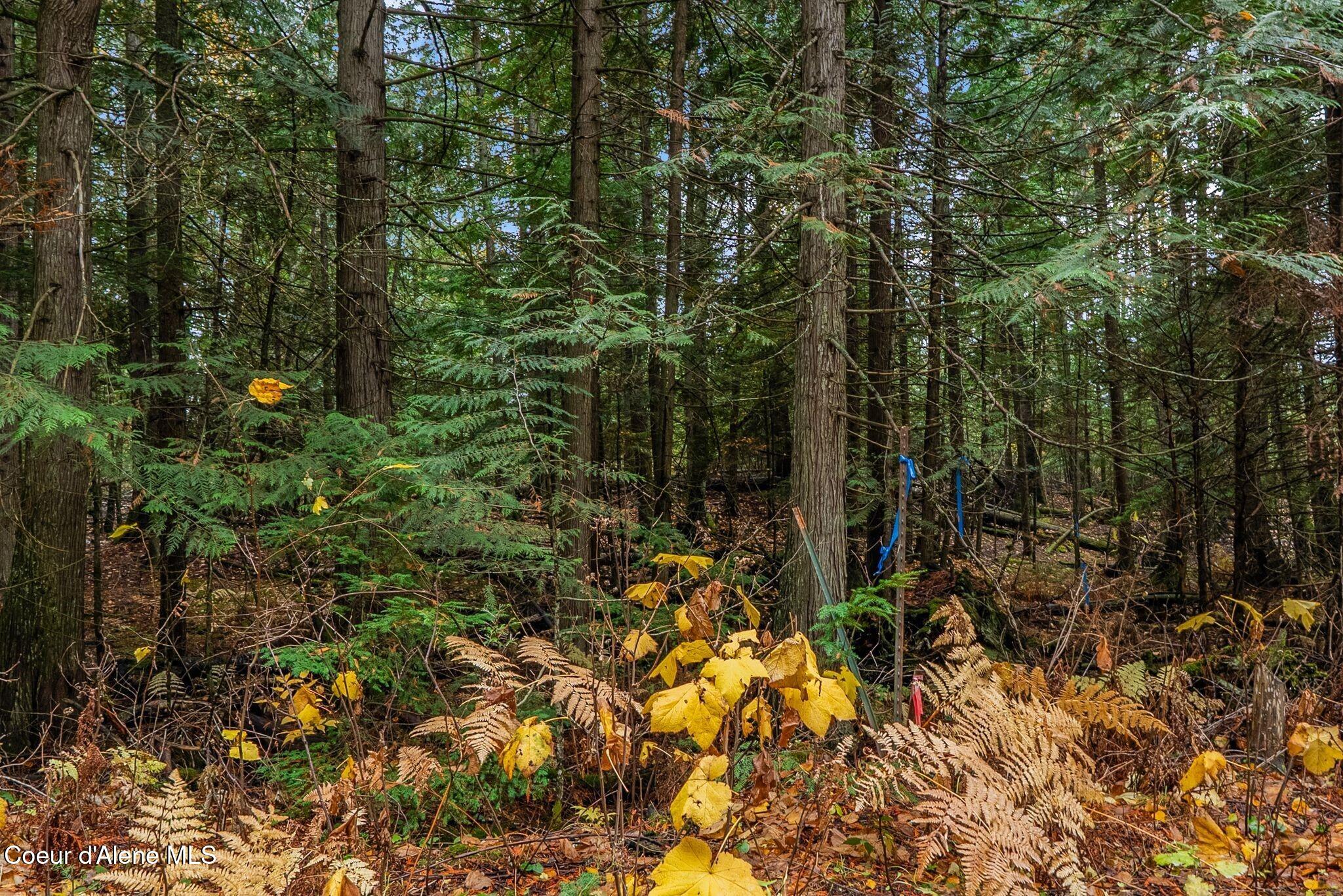 Rogers Road Sandpoint, ID 83864 - Photo 24 of 37 9 Wooded Acres