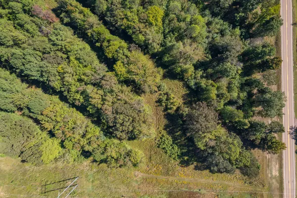 a view of a forest with a tree