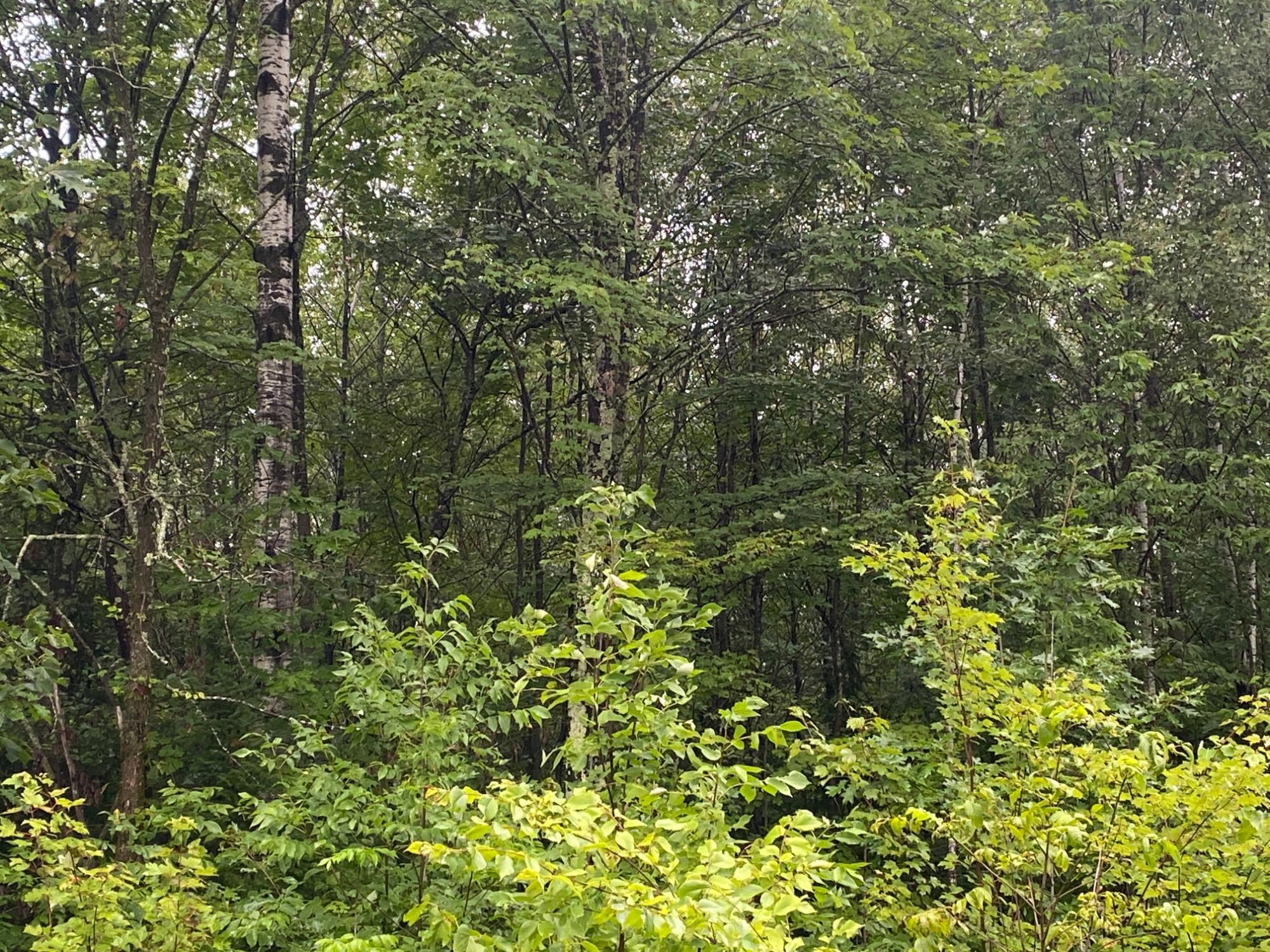 On Uncle Toms Road Winter, WI 54896 - Photo 6 of 6 Gallery Image 6