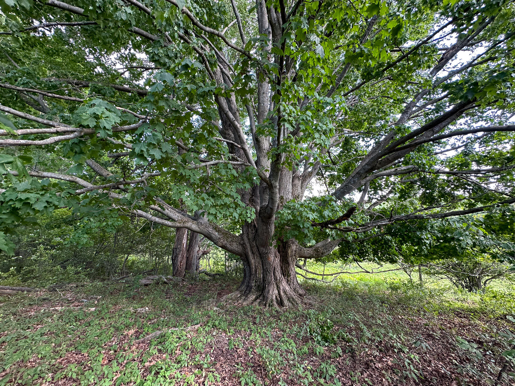 17219 7 Mile Road Reed City, MI 49677 - Photo 38 of 68 MAPLE
