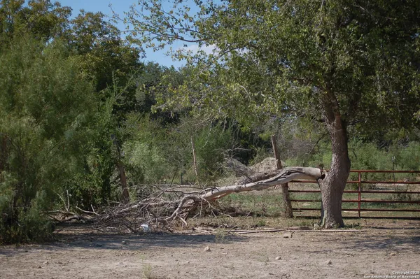 a view of a yard with a tree