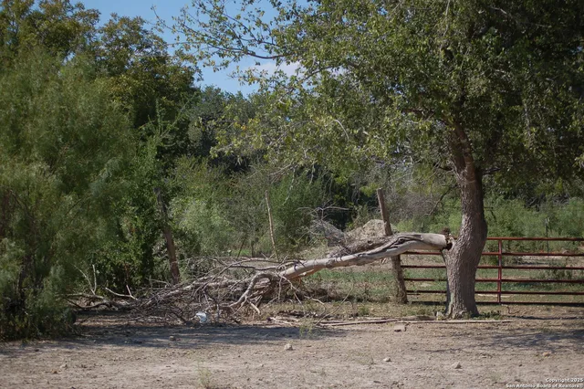 a view of a yard with a tree
