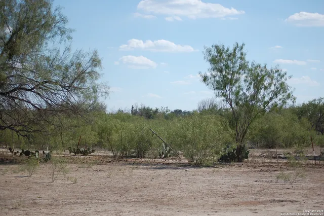 a view of a dry yard with trees