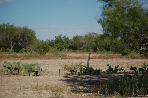 a view of a forest with trees in the background