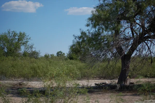 a view of a yard with a tree