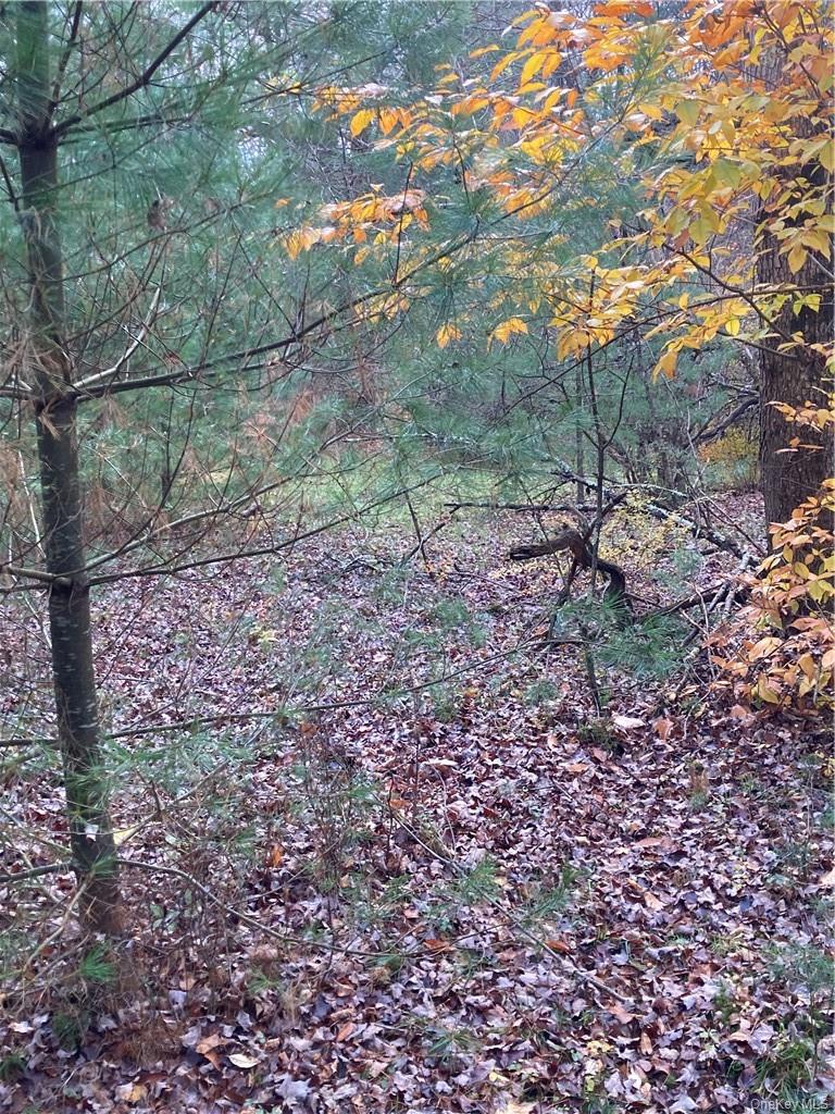 140 Plank Road Mongaup Valley, NY 12762 - Photo 13 of 39 a view of a yard with plants and trees