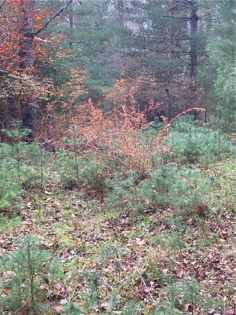 140 Plank Road Mongaup Valley, NY 12762 - Photo 16 of 39 a view of a yard with plants and a bench