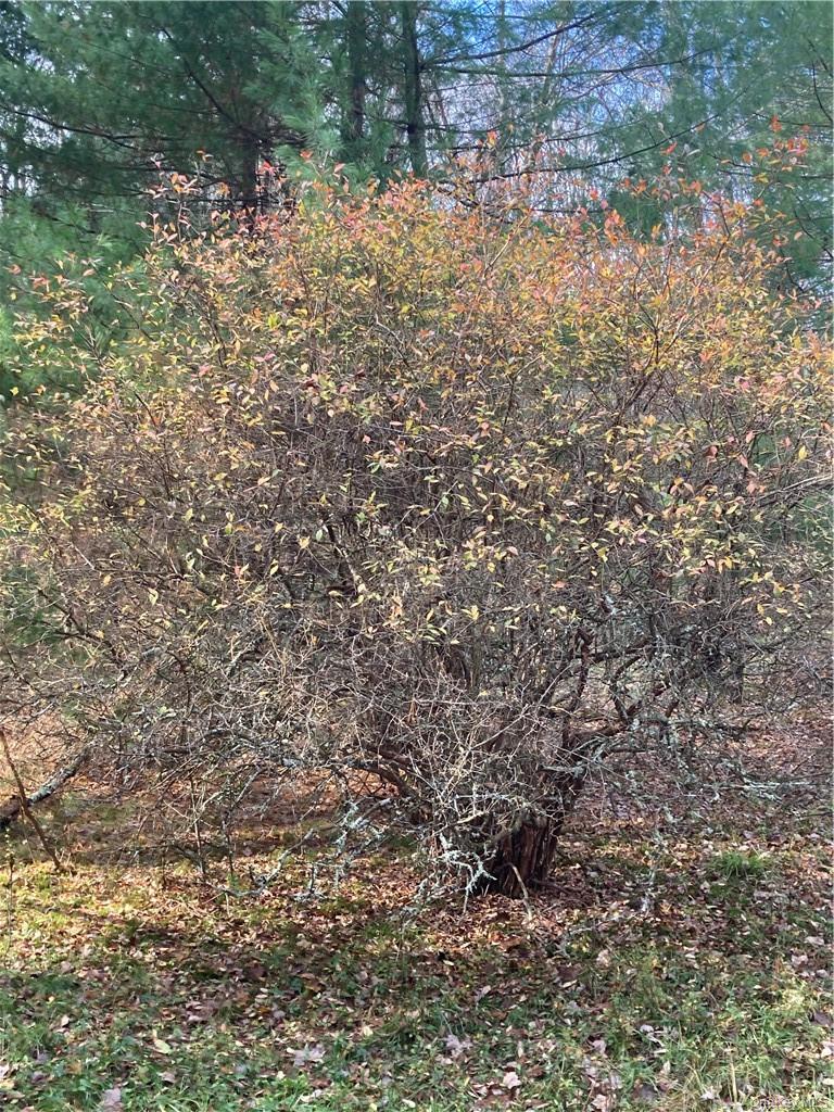 140 Plank Road Mongaup Valley, NY 12762 - Photo 9 of 39 a view of a yard with a tree