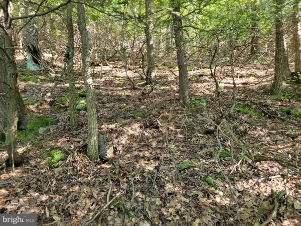 a view of a yard with plants and trees