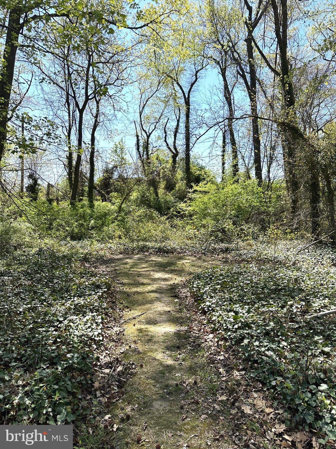 2419 Beacon Hill Road Alexandria, VA 22306 - Photo 4 of 8