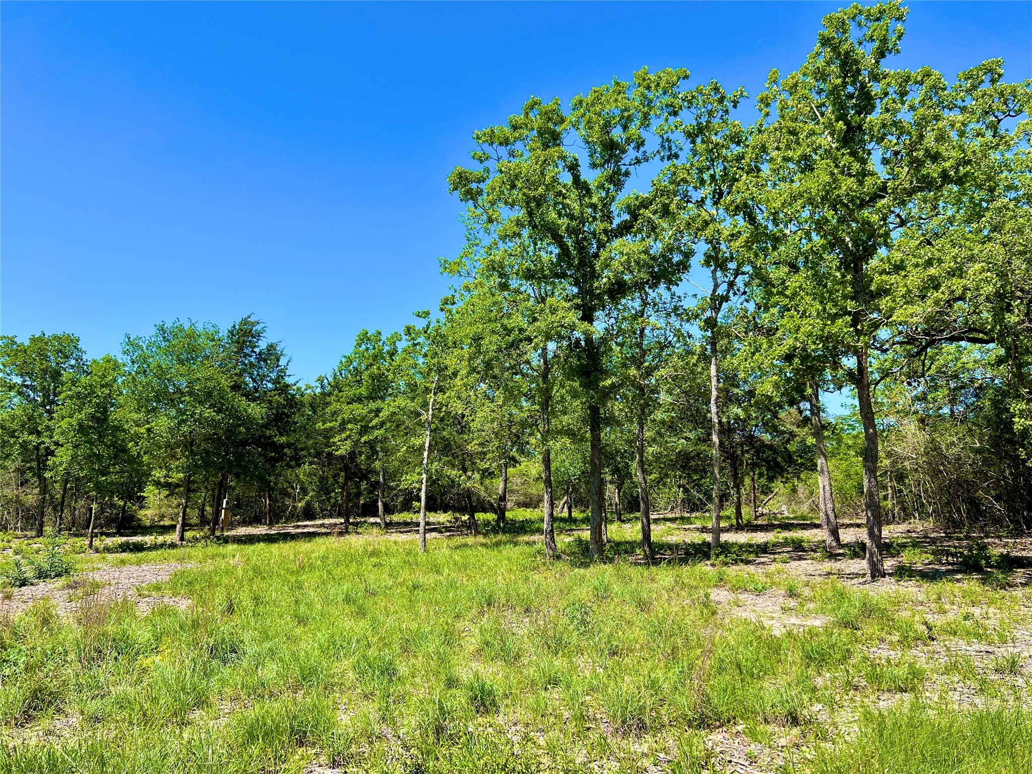 357 Oak Hollow Road Caldwell, TX 77836 - Photo 6 of 10 a view of yard with green space