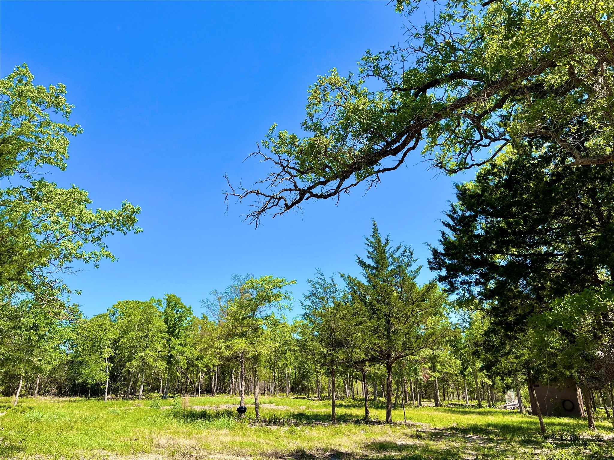 357 Oak Hollow Road Caldwell, TX 77836 - Photo 9 of 10 a view of a lake with a big yard