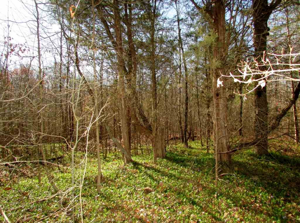 Allie Clay Road Roxboro, NC 27573 - Photo 5 of 23 Land