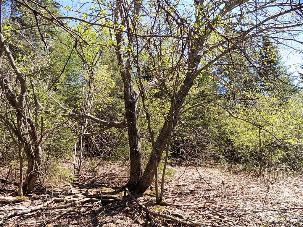 Lot 80 Lyons Road Lubec, ME 04652 - Photo 21 of 29 Interior of the larger lot.