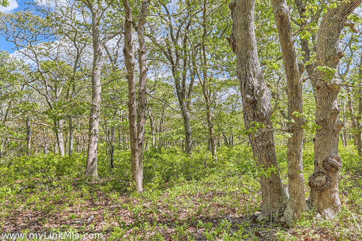 25 Plum Bush Point Road West Tisbury, MA 02568 - Photo 11 of 12 mature oak trees