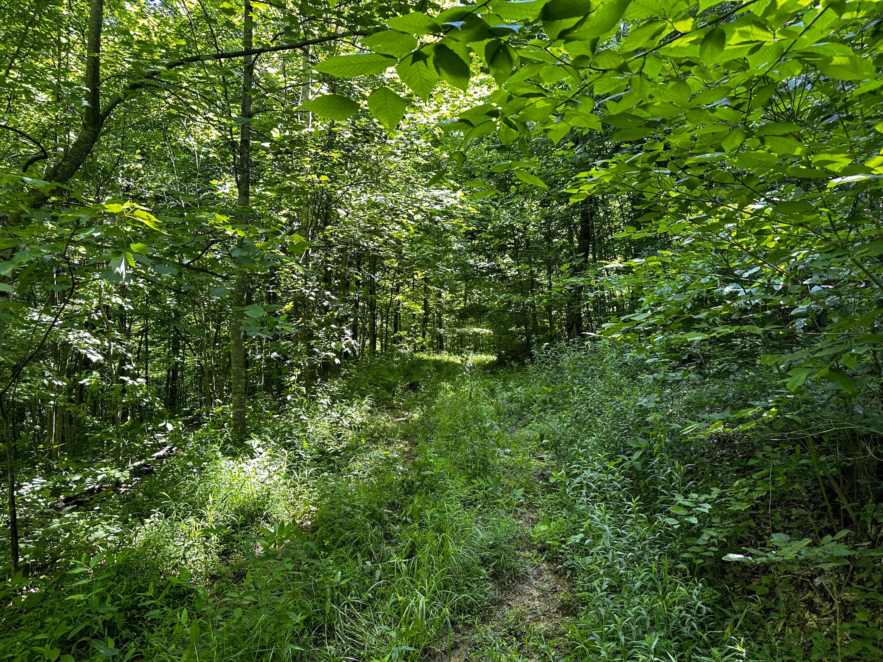 1725 Hull Road, Unit TRACT 4 WOODS WAYNE FOREST) Patriot, OH 45658 - Photo 35 of 45 20240607_150029106_iOS