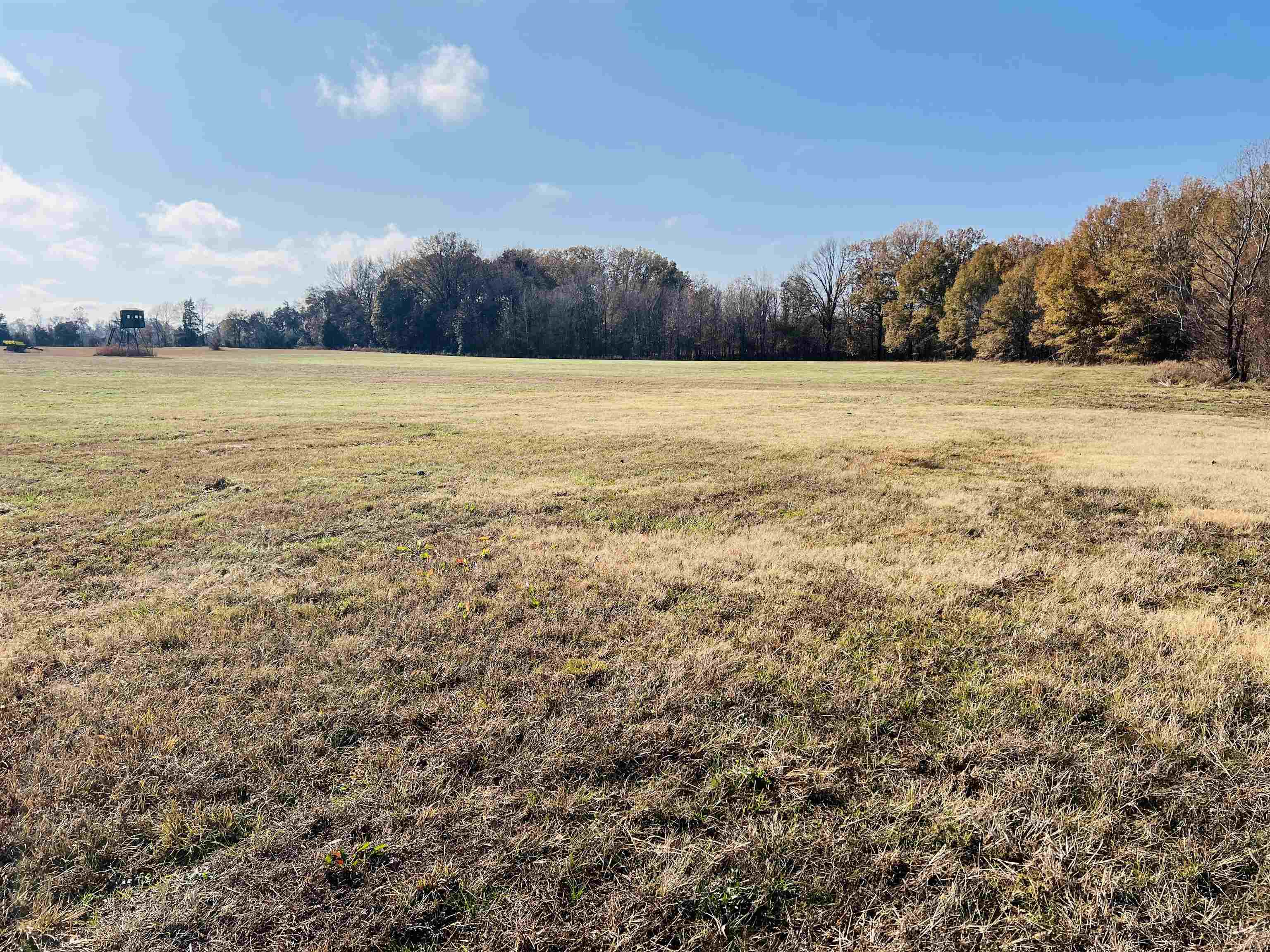 400 Teague Store Road Somerville, TN 38068 - Photo 11 of 40 a view of yard with trees in the background