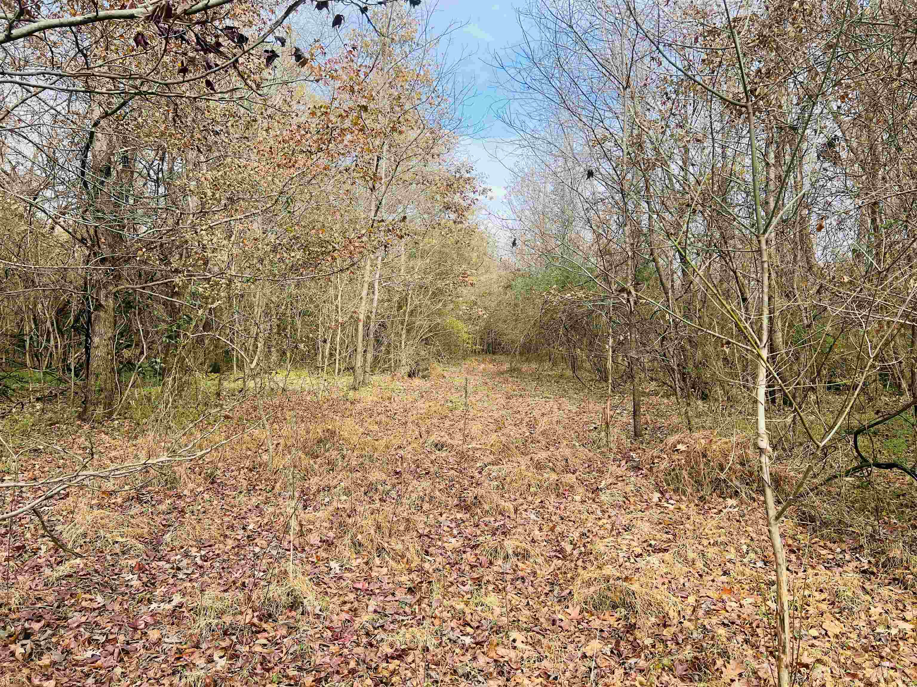 400 Teague Store Road Somerville, TN 38068 - Photo 21 of 40 a view of empty room with trees