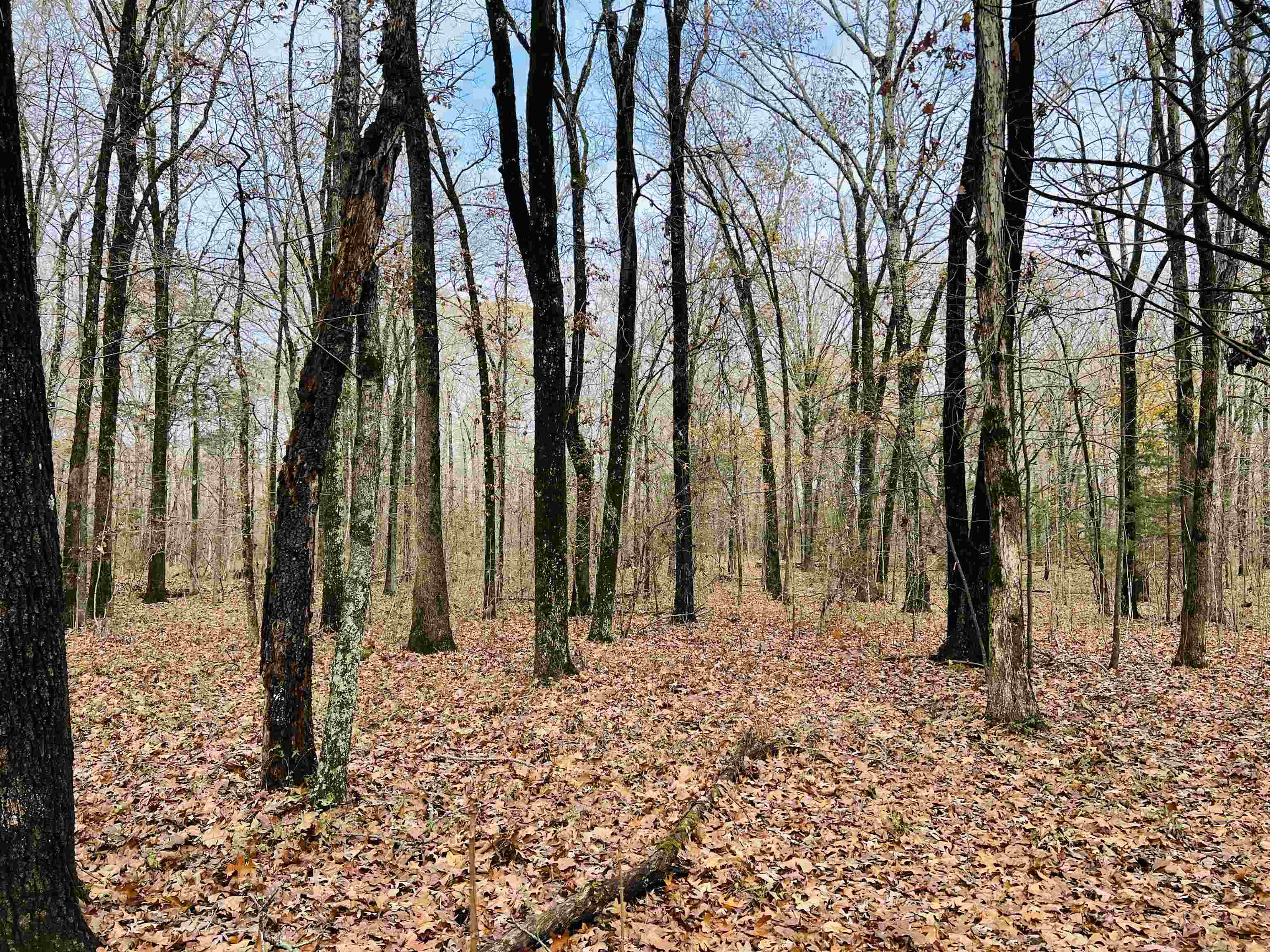 400 Teague Store Road Somerville, TN 38068 - Photo 23 of 40 a backyard of a house with lots of green space
