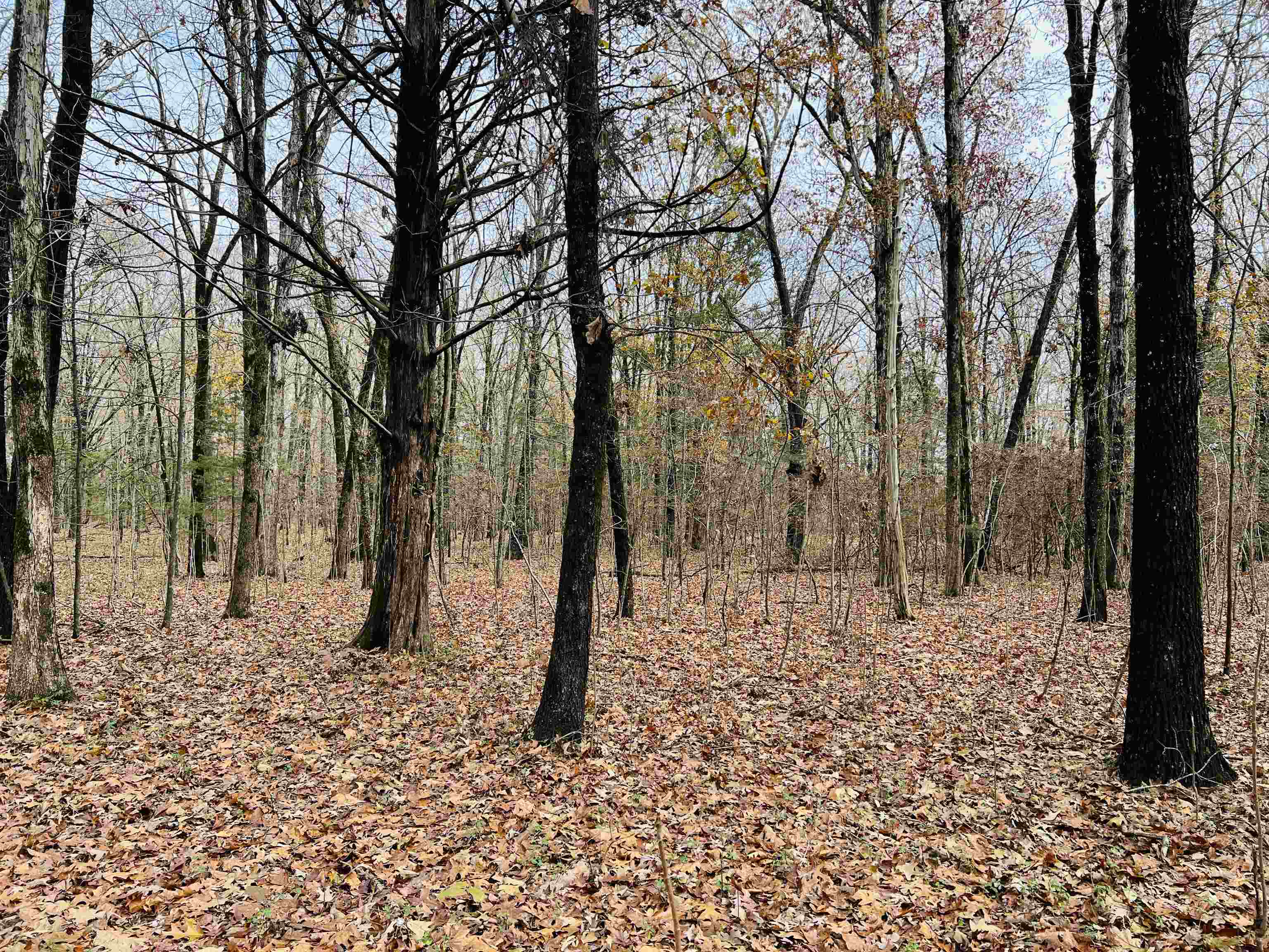 400 Teague Store Road Somerville, TN 38068 - Photo 24 of 40 a view of a yard with a tree