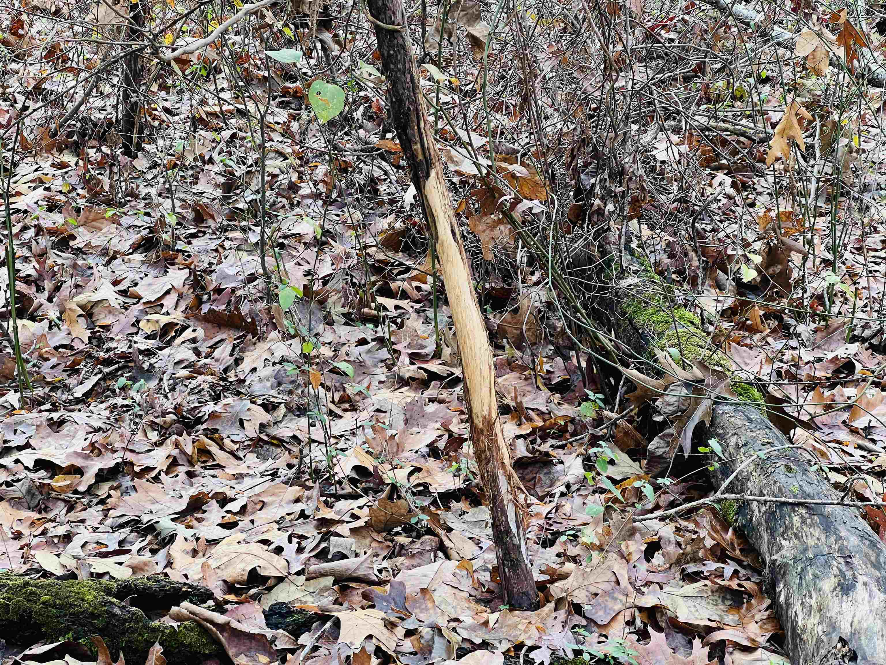 400 Teague Store Road Somerville, TN 38068 - Photo 29 of 40 a view of a tree