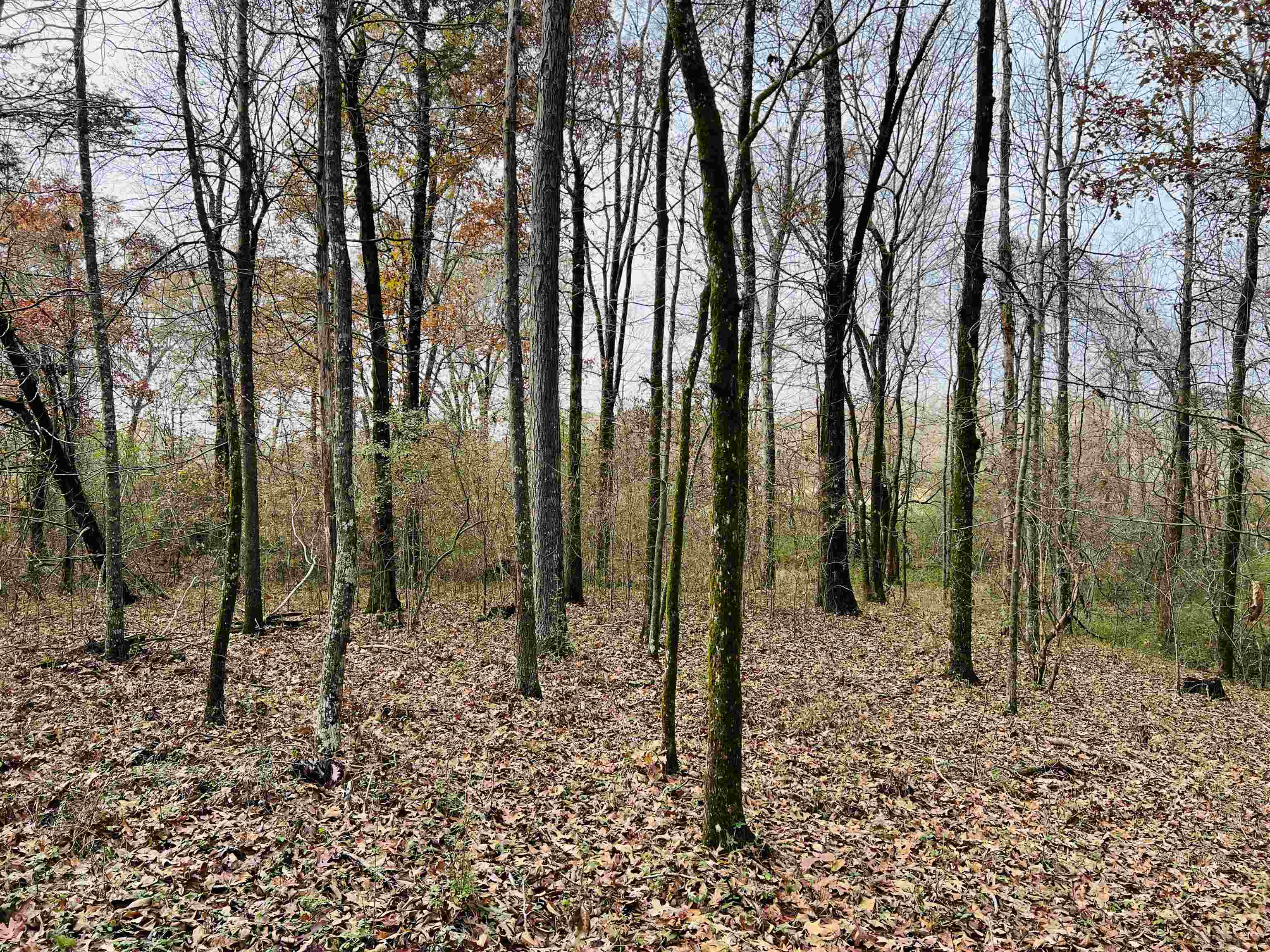400 Teague Store Road Somerville, TN 38068 - Photo 32 of 40 a view of a forest filled with trees